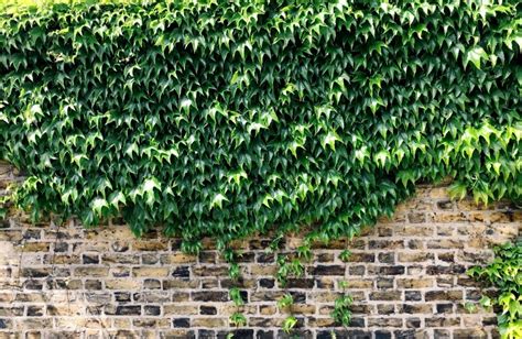 9 Surprising English Ivy Benefits (Hedera Helix)