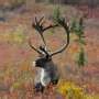 New Evidence Shows Caribou Calving Grounds in the Arctic Remain Stable ...