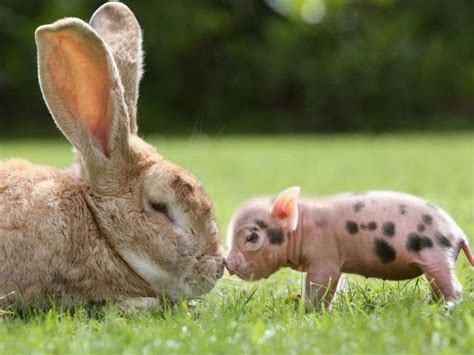 Here Are 22 Things Only Owners of Mini Pigs Will Understand