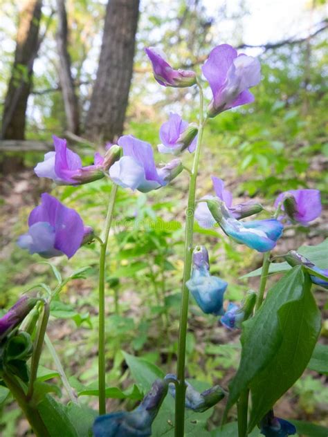 Flowers Lathyrus vernus stock photo. Image of botany - 158602770