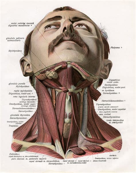 Frontal View of the Muscles and Glands of the Human Neck posters ...