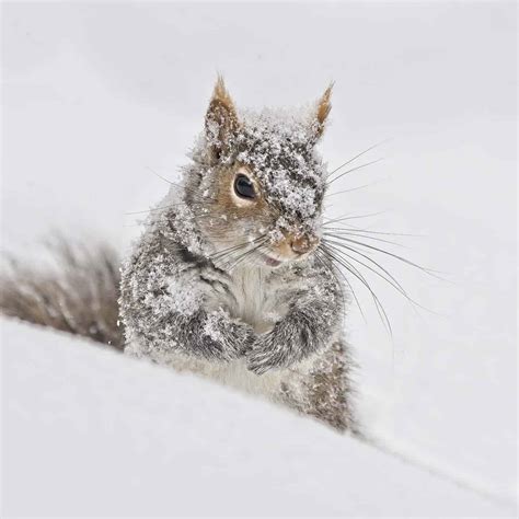 Squirrel Snow Day - Cool Wildlife