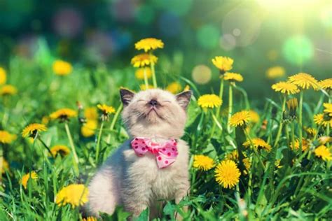 7 Tips to Keep Your Pet Healthy This Spring