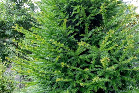 Taxus Baccata or Common Yew Evergreen Coniferous Tree in the Family Taxaceae Stock Image - Image ...