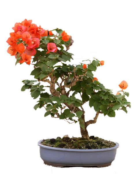 Bougainvillea Bonsai – BonsaiStore.co