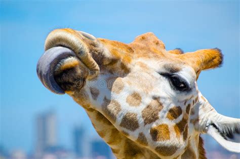 272 Giraffe Mouth Tongue Close Up Stock Photos - Free & Royalty-Free Stock Photos from Dreamstime