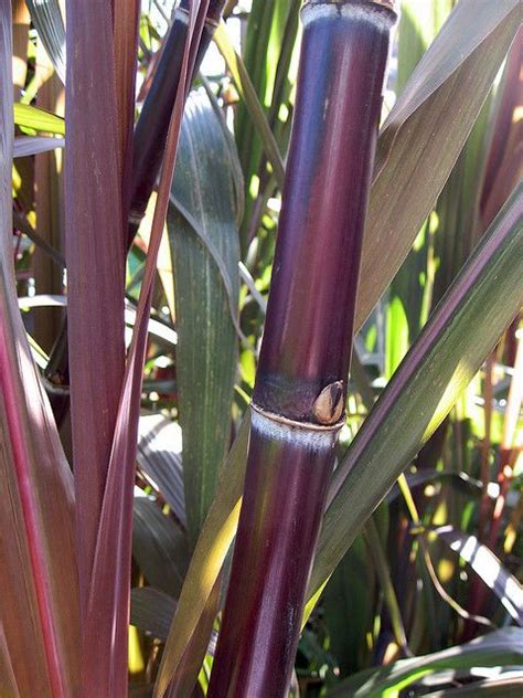 Red Sugarcane 紅甘蔗 | Sugar cane plant, Fruit plants, Fruit trees