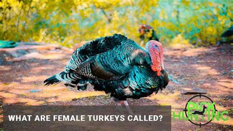 What Are Female Turkeys Called? [Female Turkeys Name]