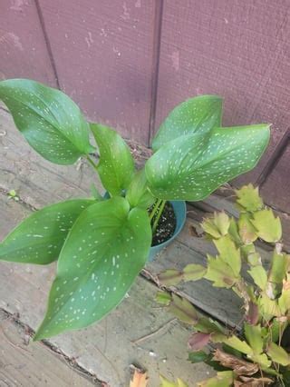 Calla lily repotting help : r/houseplants