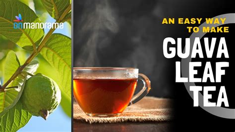 Easy-to-make Guava leaf tea - YouTube