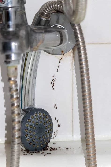 How To Get Rid of Ants in the Bathroom | Atkinson Inspection Services