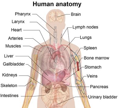 Anatomy And Physiology Study Guides Review: Human Anatomy Diagram