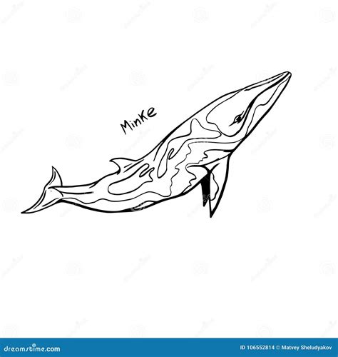 Hand-Drawn Doodle of Minke Whale. Vector Illustration - Stock Vector ...