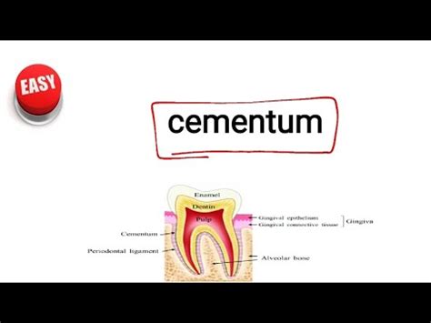 cementum - YouTube