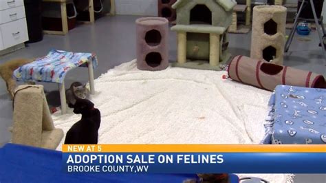 Cat adoptions $10 at Brooke County Animal Shelter | WTOV