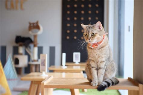 5 Purr-Fect Cat Cafes in London — London x London