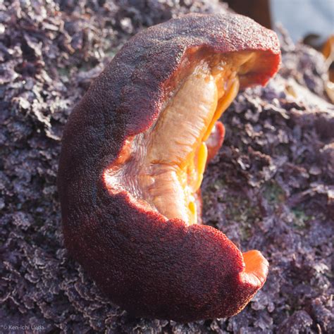 Gumboot Chiton (Gwaii Haanas Kelp Forest & Rocky Reef Project (a MLNEP guide)) · iNaturalist