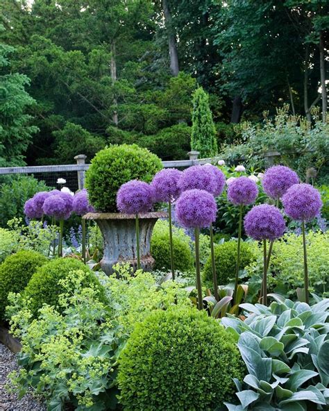 Allium perfection. Always pretty pocket garden featured in my first book, In the Garden. # ...