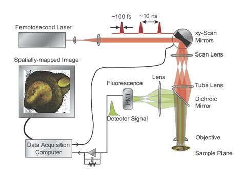 Two-Photon Fluorescence Microscopy