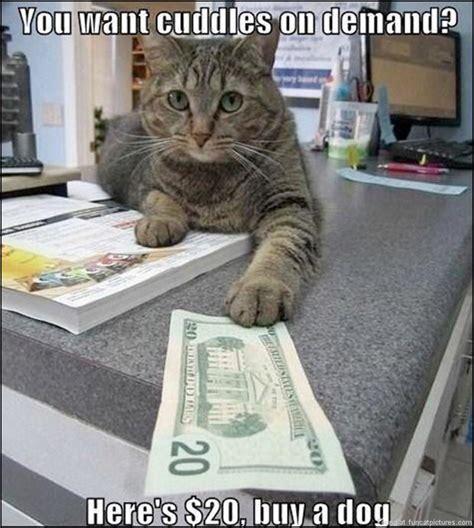 The best [cat] money memes for 2019