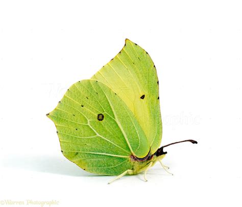 Brimstone butterfly photo WP20851