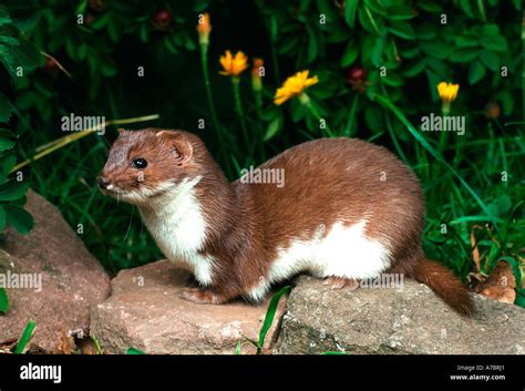 Least Weasel Stock Photo - Alamy