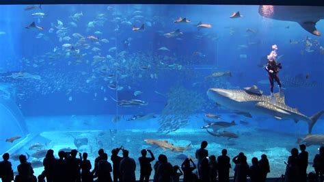 The Okinawa Churaumi Aquarium and The Berlin Hauptstadt Zoo Aquarium. - YouTube