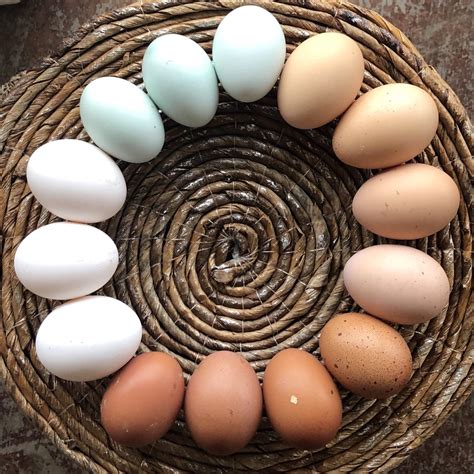 This egg color palette. : r/oddlysatisfying