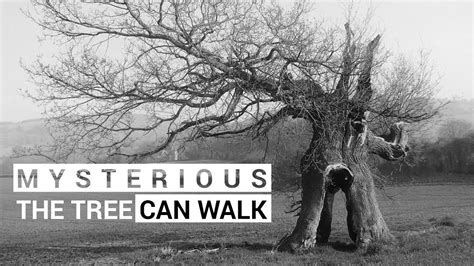 The walking tree was recorded by the camera Weird World, Mystic, Strange, Records, Walking ...