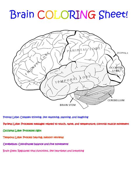 Printable Brain Coloring Page - Printable Templates