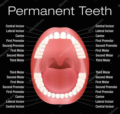 Adult Teeth Names Stock Vector by ©Furian 90030432