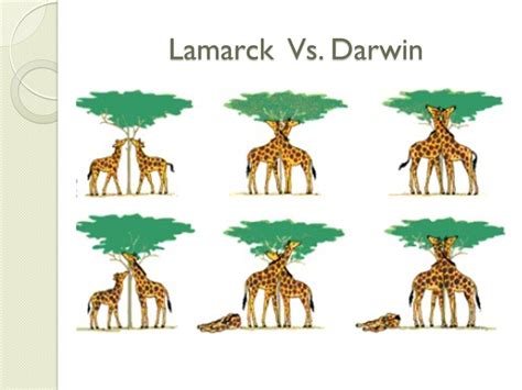 Darwin & Lamarck | 140 plays | Quizizz