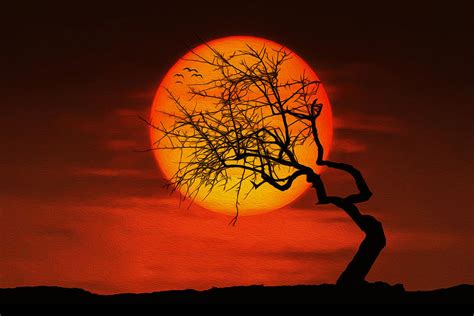 Sunset tree Photograph by Bess Hamiti - Fine Art America