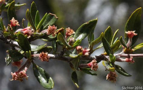 Curl-leaf Mountain Mahogany,Curl-leaf Mountain-mahogany: Cercocarpus ...