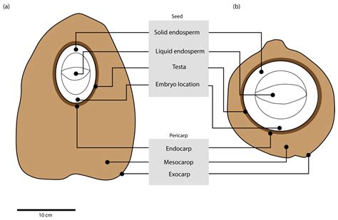 Plants | Free Full-Text | Fruit Biology of Coconut (Cocos nucifera L.)