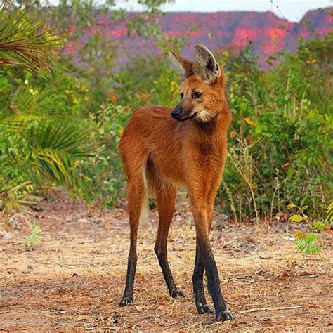 Maned Wolf, sometimes referred to as a 'red fox on stilts'. | Bizarre animals, Unusual animals ...