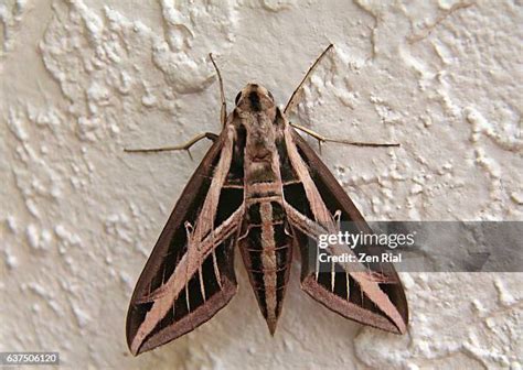 397 Sphinx Moth Stock Photos, High-Res Pictures, and Images - Getty Images