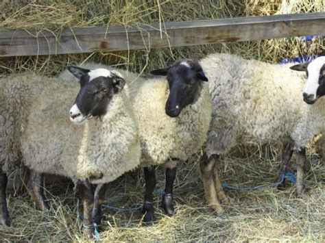 Romanov breed of sheep: breeding, maintenance, characteristics