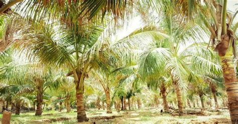 Farmers are Growing Coconut Palms in Arid Rajasthan!