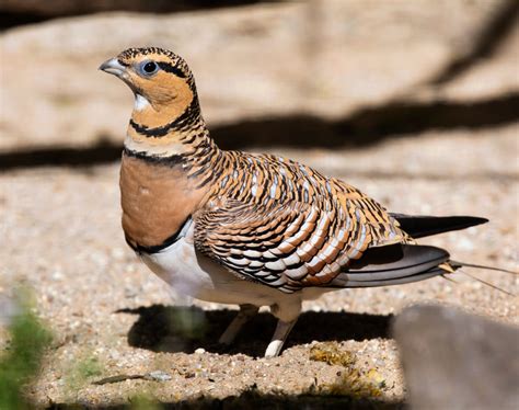 Sandgrouse feathers have an uncanny ability to retain water - Earth.com