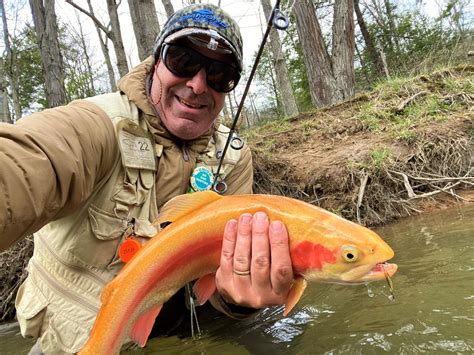 A stocked golden rainbow in one of Pennsylvania's wildest trout streams [column] | Outdoors ...