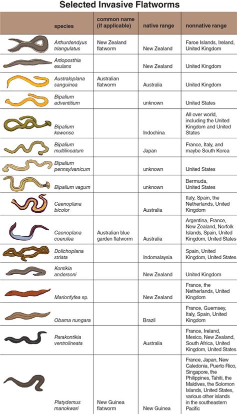 Invasion of the Flatworms | American Scientist