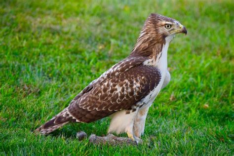 Male vs. Female Red-tailed Hawks: Spotting the Differences - Optics Mag