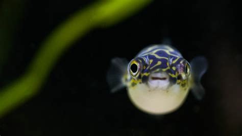 A Guide to Caring for and Raising a Baby Puffer Fish - Zooologist