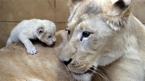 VIDEO. Naissance exceptionnelle de lions blancs triplés dans un zoo polonais