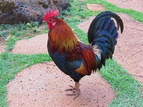 Free photo: Wild Hawaiian Chickens - Bird, Chickens, Hawaii - Free Download - Jooinn