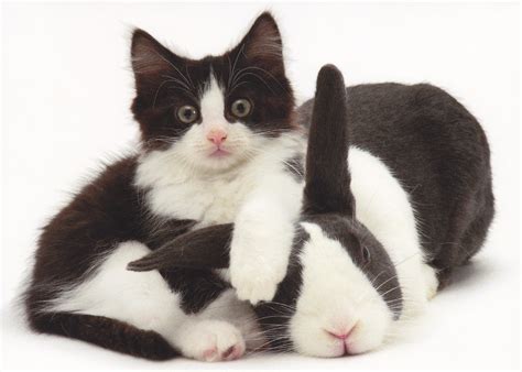 Bring on the Bunnies - because cats have ruled the internet long enough