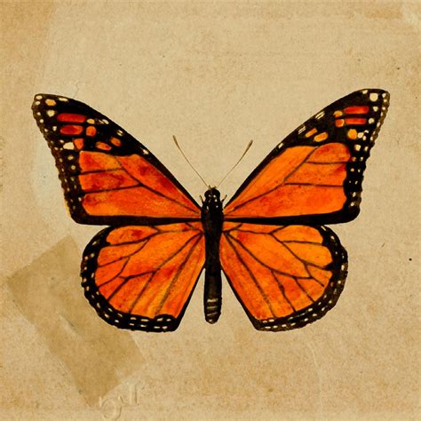 Monarch Butterfly – Spiritual Meaning & Symbolism