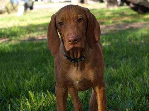 Vizsla Puppies For SALE!