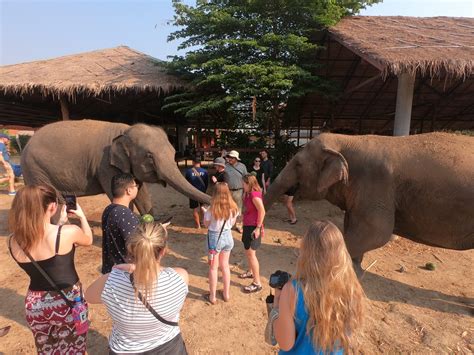 Visiting Elephants World Kanchanaburi - IBS Student Blog